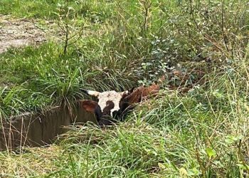 В Сочи второй день ревет застрявшая в ливневой канаве корова