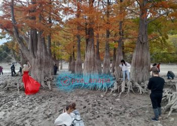 Ради фотосессии туристы в анапском Сукко подвергают опасности болотные кипарисы