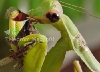 В Сочи сняли на видео, как самка богомола съедает мраморного клопа