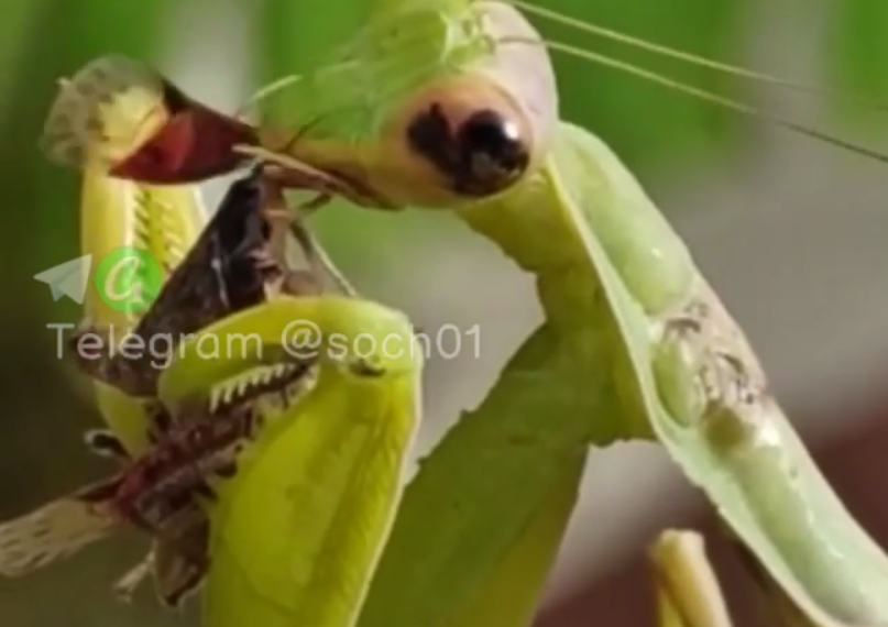 В Сочи сняли на видео, как самка богомола съедает мраморного клопа