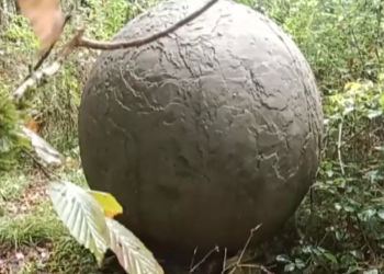 В сеть выложили ТОП-8 версий происхождения шаров в Тисо-Самшитовой роще Сочи