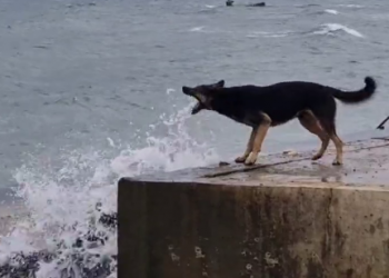 В Анапе установили, как выглядит собачье счастье