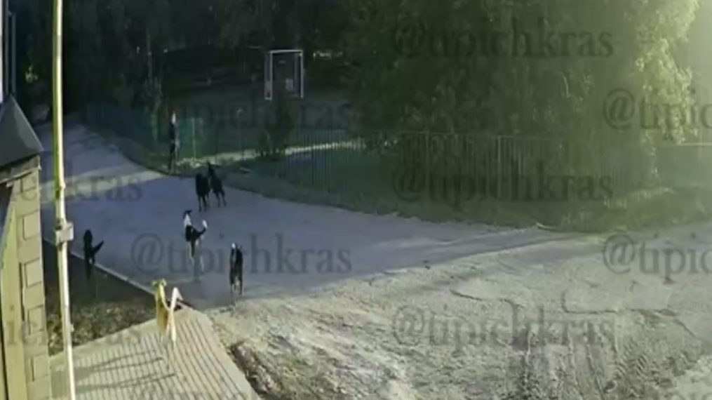 В Краснодаре бродячие собаки напали на школьника