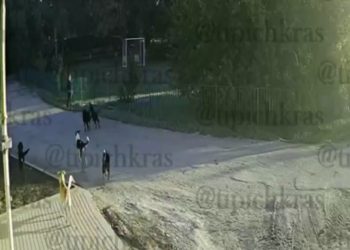 В Краснодаре бродячие собаки напали на школьника