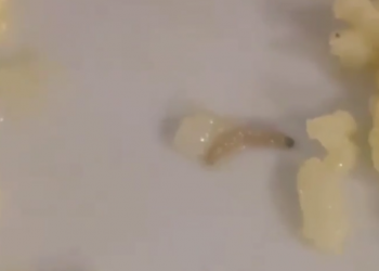 В школе Краснодара ученик в тарелке с пловом нашел червяка