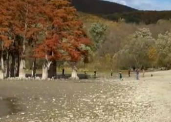 Болотные кипарисы в анапском Сукко огораживают после опасных фотосессий