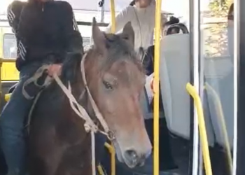 В Сухуме мужчина заехал в пассажирский автобус на лошади