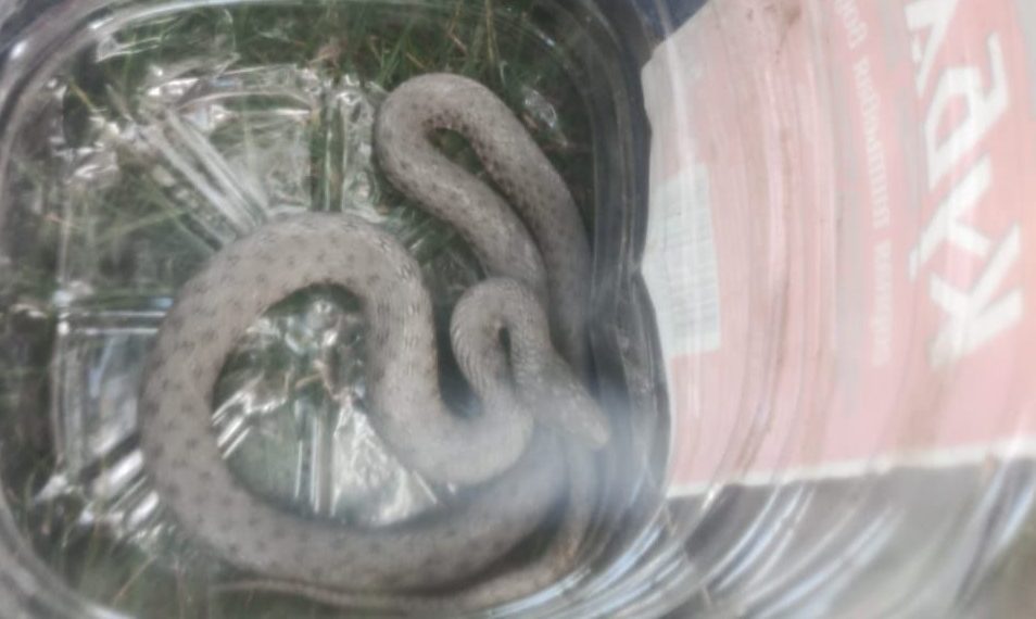 На набережной в Новороссийске поймали змею