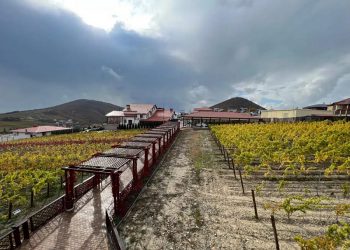 Кубань представила Национальный винный маршрут