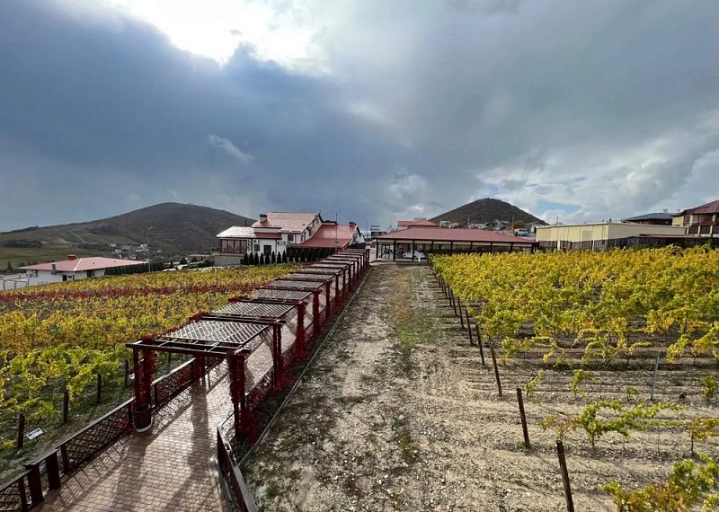 Кубань представила Национальный винный маршрут