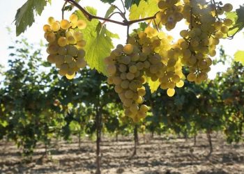 На Кубани собрали рекордные 280 тысяч тонн винограда