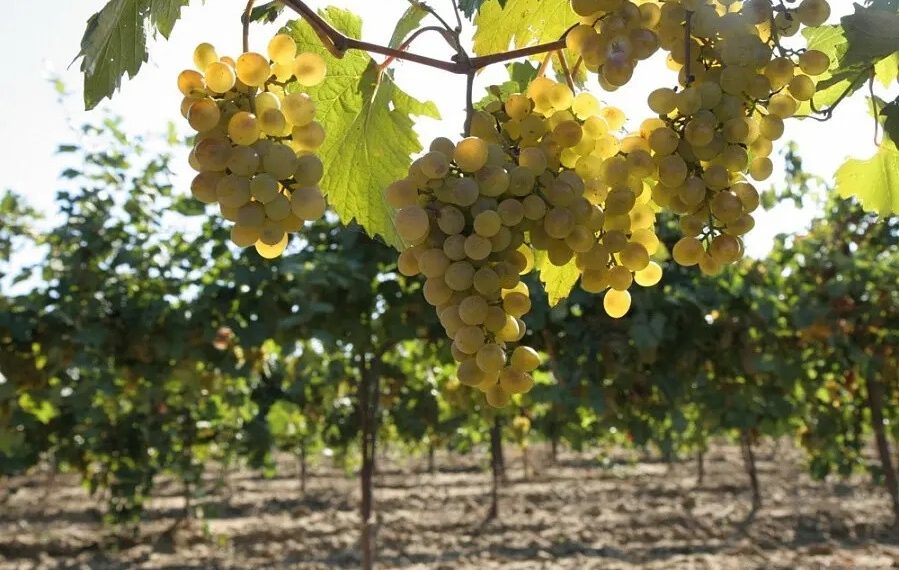 На Кубани собрали рекордные 280 тысяч тонн винограда