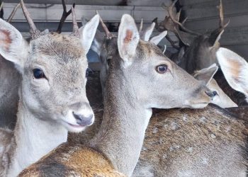 На Кубани выпустили в лес 26 европейских ланей
