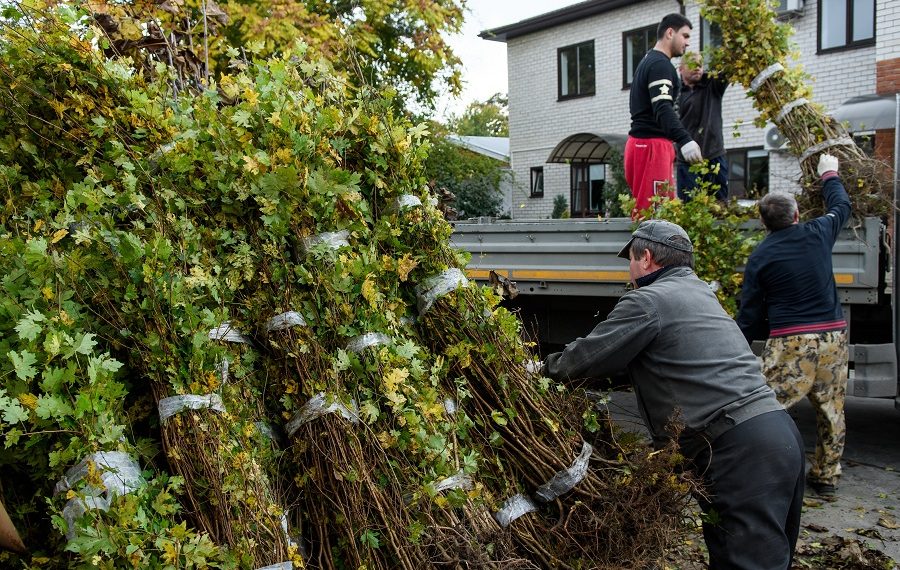 Краснодарцам раздали около 8 тысяч саженцев