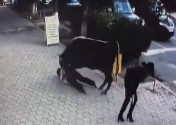 СМИ: в Армавире из-за нападения быка пострадали пять человек, включая ребенка