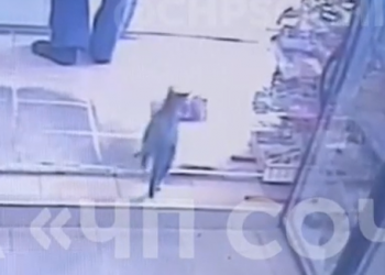 В Сочи на видео попал кот-рецидивист, укравший из магазина корм