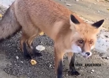 На Кубани лиса-облиза выпрашивает еду у автомобилистов