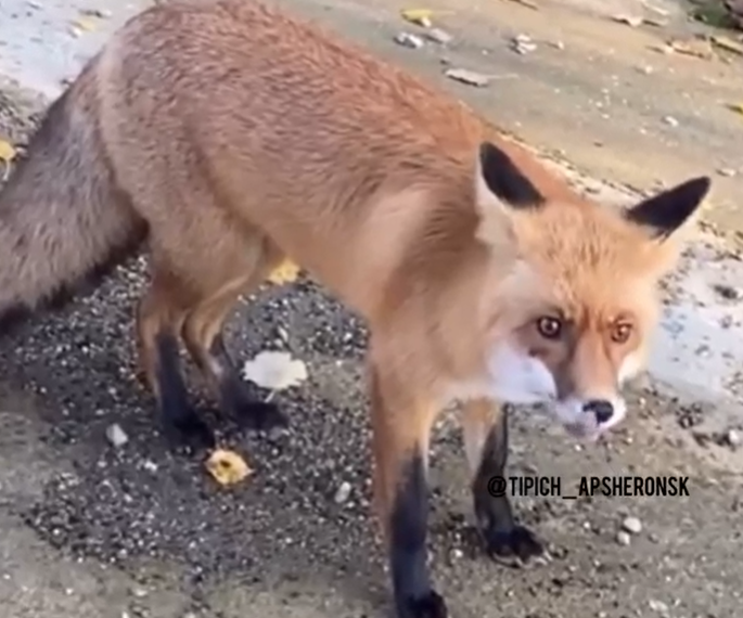 На Кубани лиса-облиза выпрашивает еду у автомобилистов