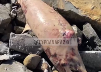 Пляжи Краснодарского края заполонили туши погибших дельфинов