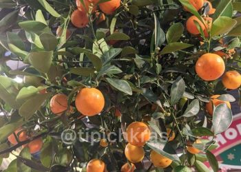 В Краснодаре продают деревья с мандаринами за 50 тыс. рублей