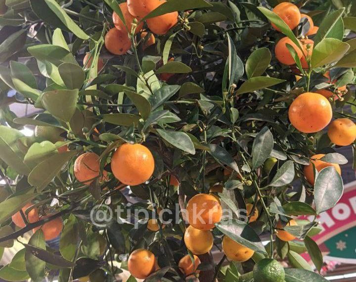 В Краснодаре продают деревья с мандаринами за 50 тыс. рублей