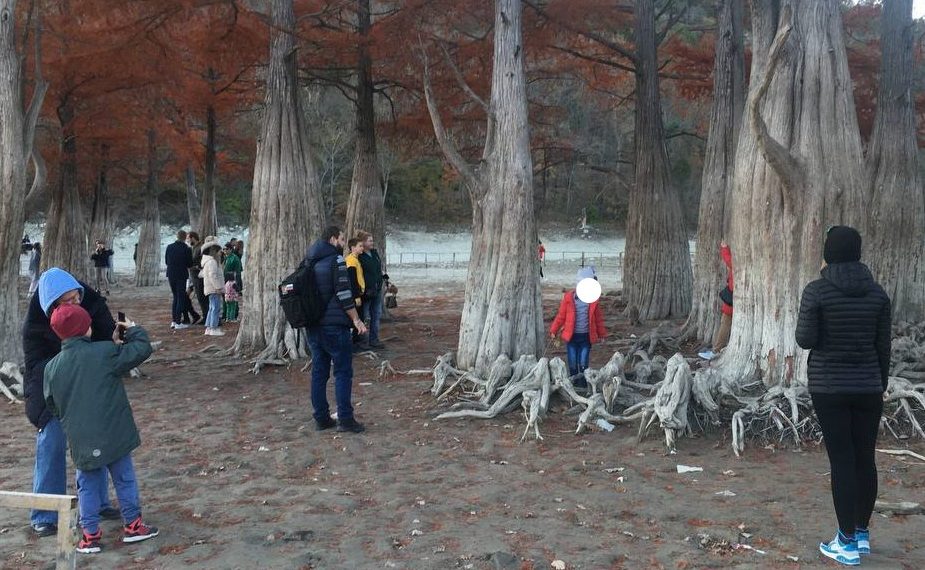 На Кубани туристы растоптали кипарисовую рощу