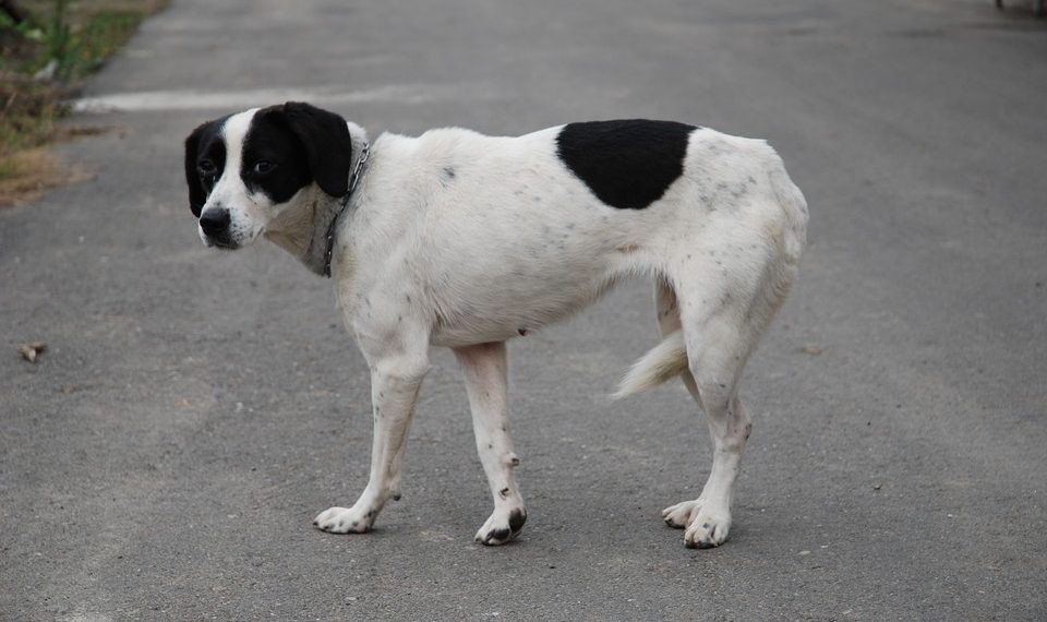 В Краснодаре собака откусила человеку кусок ноги