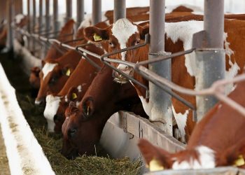 Кубань получит 518 миллионов на модернизацию сельхозпредприятий