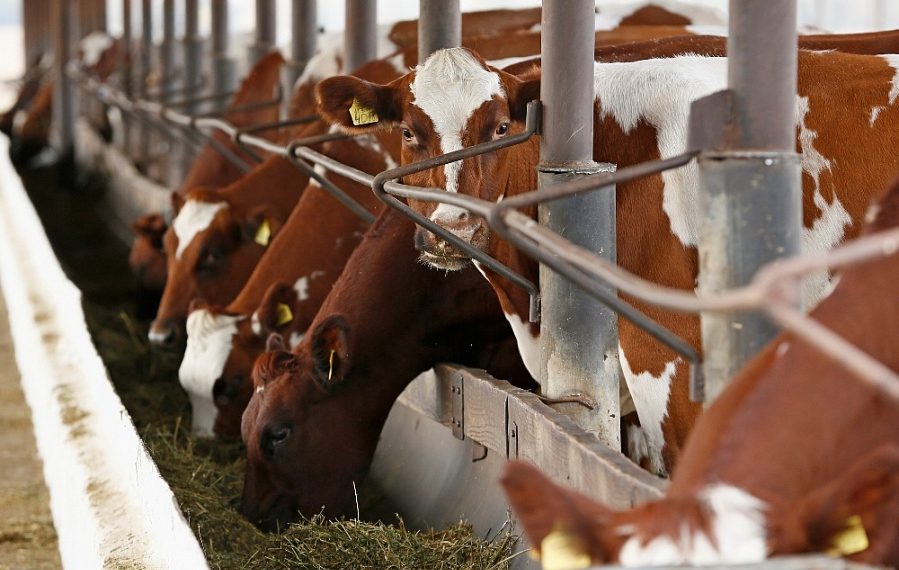 Кубань получит 518 миллионов на модернизацию сельхозпредприятий