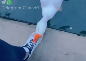 В сочинском парке гусь совершил нападение на посетительницу