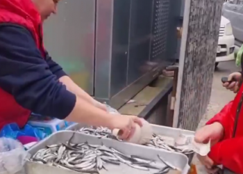 Стала известна цена продаваемой на Кубани хамсы