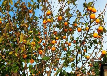 В Анапе поспела хурма