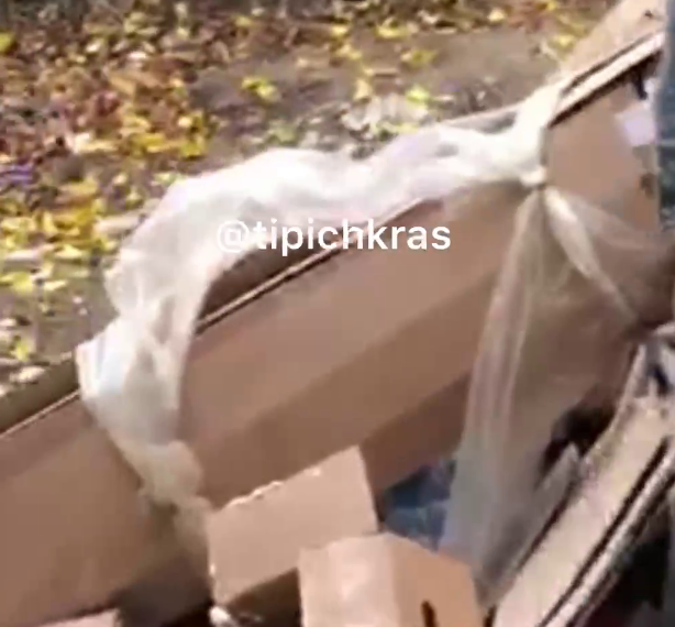 В Краснодаре сняли на видео «черного» мусорщика