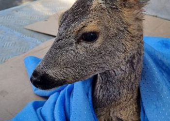 В Новороссийске выпустили на волю косулю, застрявшую между камней