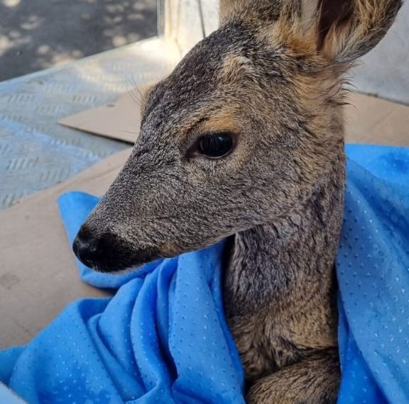 В Новороссийске выпустили на волю косулю, застрявшую между камней