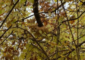 Из-за шакалов кубанский кот четыре дня просидел на дереве