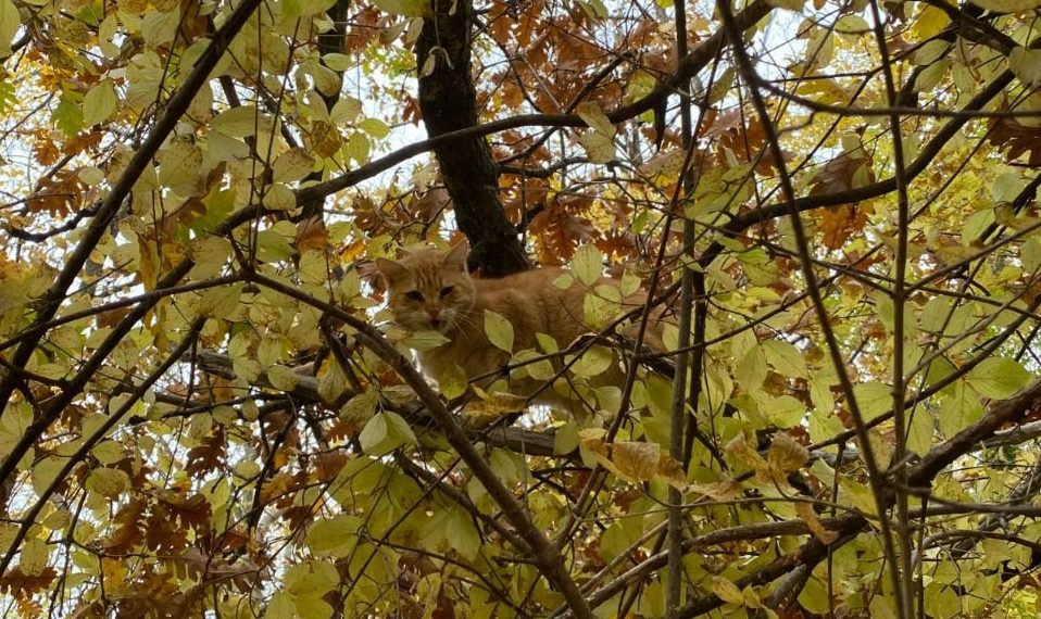 Из-за шакалов кубанский кот четыре дня просидел на дереве