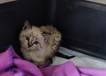 В Новороссийске спасли котенка, оказавшегося в закрытом люке