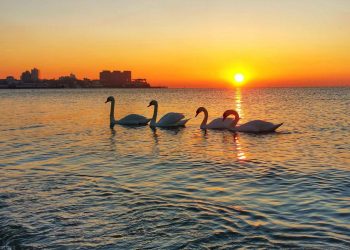 Центральный пляж Анапы оккупировали лебеди