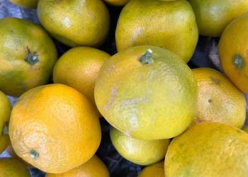 В Сочи таможенники ежедневно оформляют до 130 тонн цитрусовых