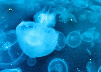 На пляжах Черного моря сняли на видео нашествие ядовитых медуз