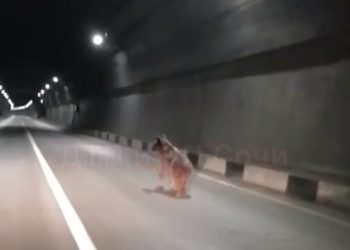 В сочинском тоннеле заметили медведя