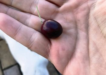 В морпорту Сочи созревают оливки