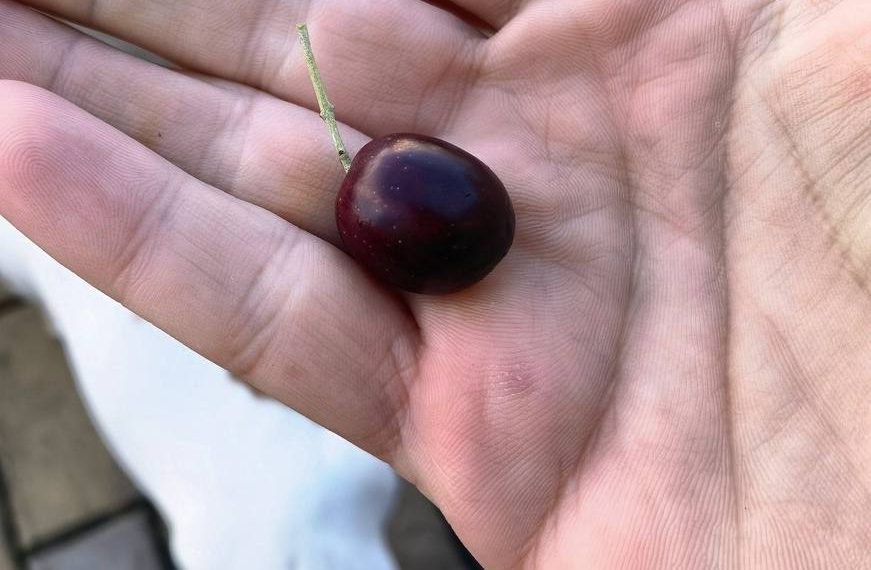 В морпорту Сочи созревают оливки