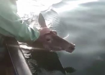 На Кубани олень дважды бросился в море, спасаясь от собак