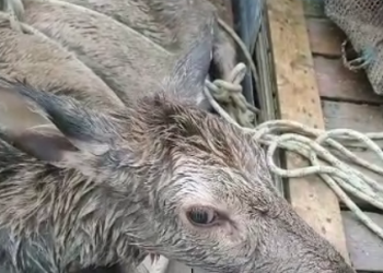 В Новороссийске сотрудник МЧС Марчук в Черном море спас тонущего оленя