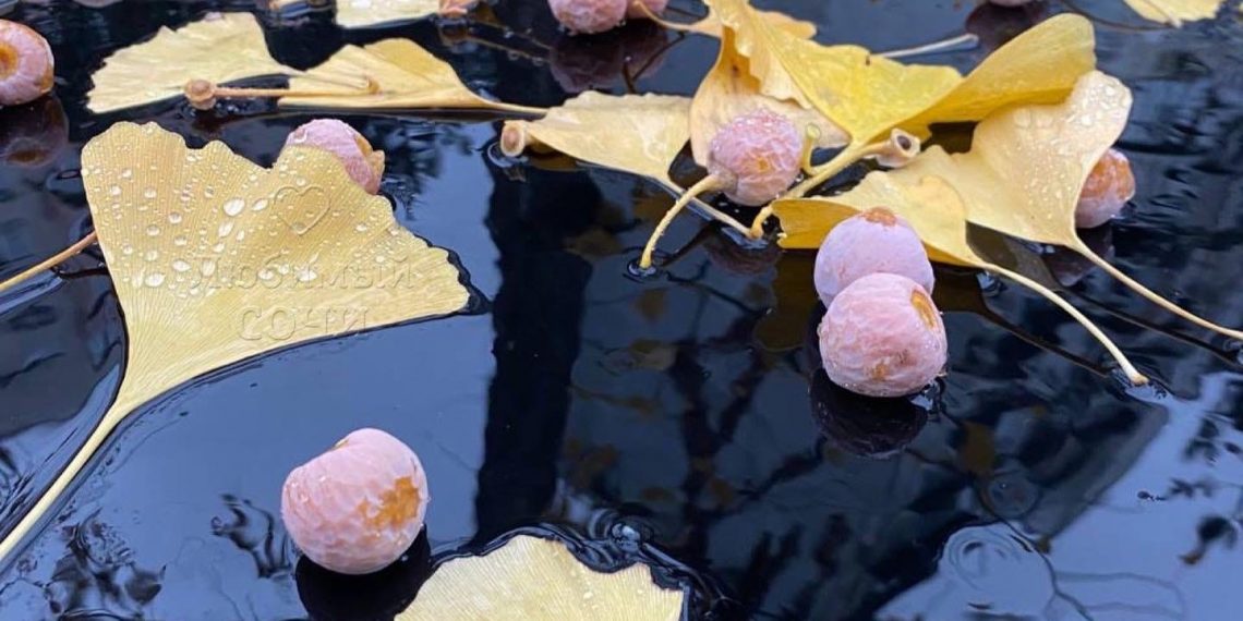 В Сочи стартовал сезон сбора орехов гинкго билоба