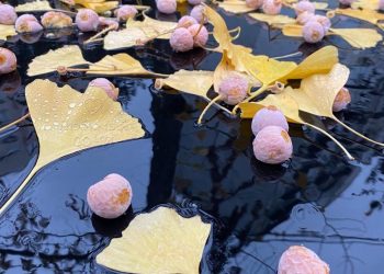 В Сочи стартовал сезон сбора орехов гинкго билоба