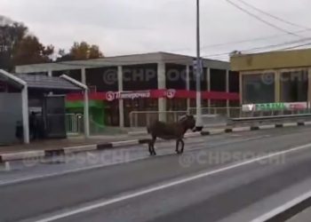 По дороге в Сочи бегал ослик