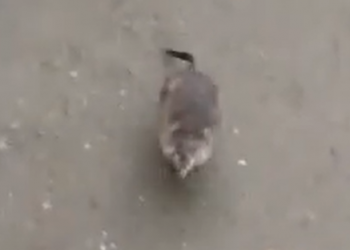 Появилось видео, как ондатра с кучей паразитов напала на человека под Краснодаром